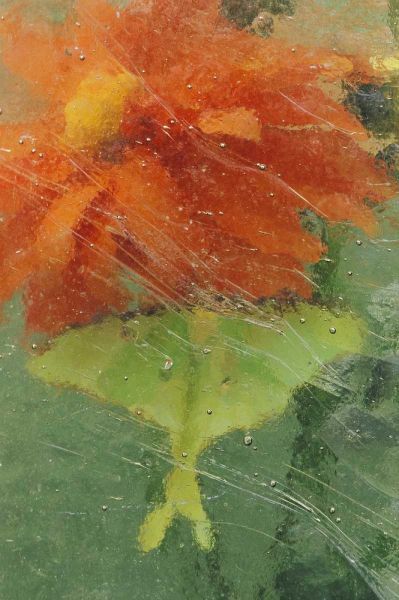 PA, Luna moth on orange dahlia behind glass